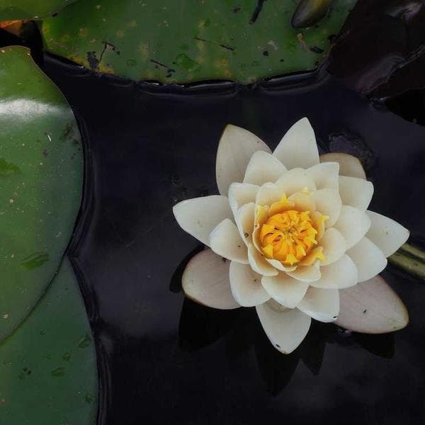 Vintage Nike Windbreaker